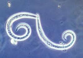 Angiostrongylus cantonensis